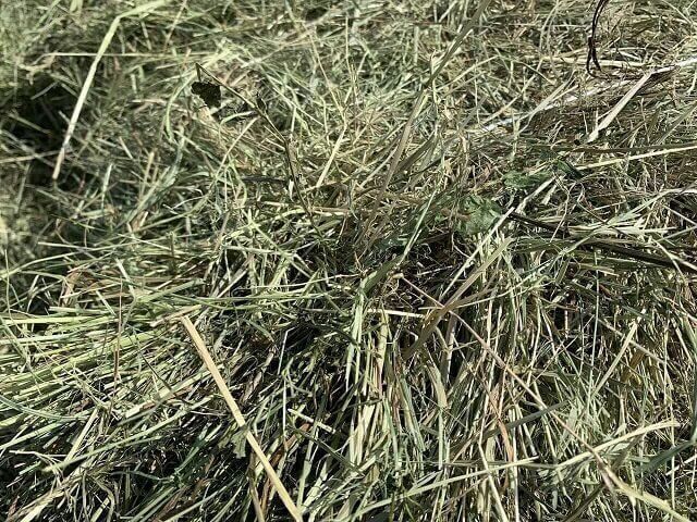 Сено в мешках отборное