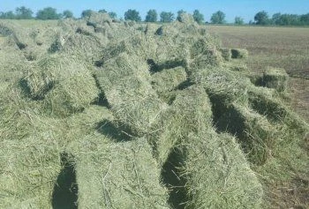Луговое сено в тюках 100 шт